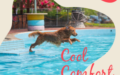 A Cool Pool: How to Keep Your Pool Refreshing in the Summer Heat