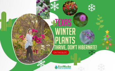 Texas-Friendly Plants for Your Outdoor Space: Winter Edition